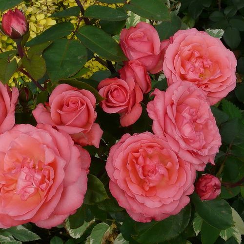Pétalos rosas con bordes rosa-rojo - Árbol de Rosas Híbrido de Té - rosal de pie alto- forma de corona de tallo recto